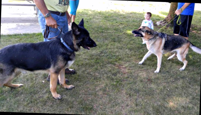 Reserve um espaço para apresentar o cachorro a outros cães que você cruzar durante o percurso