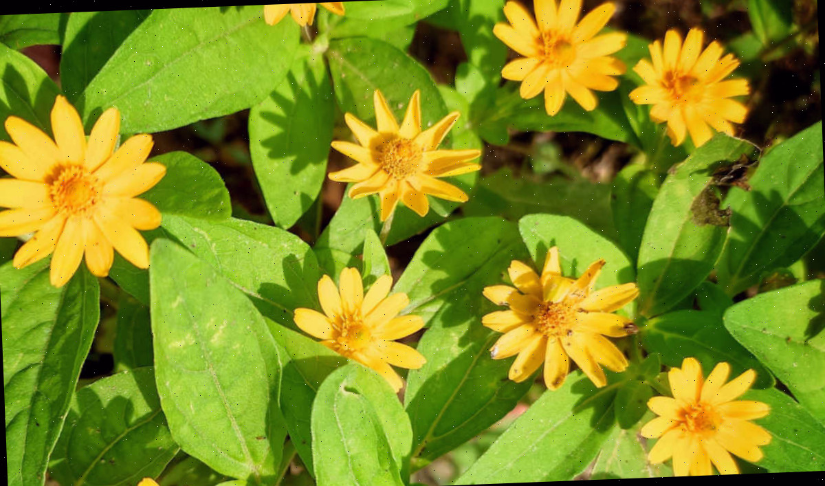 A margarida-dourada não necessita de deadheading+ Flores amarelas de melampodium, também conhecido como margarida-dourada.
