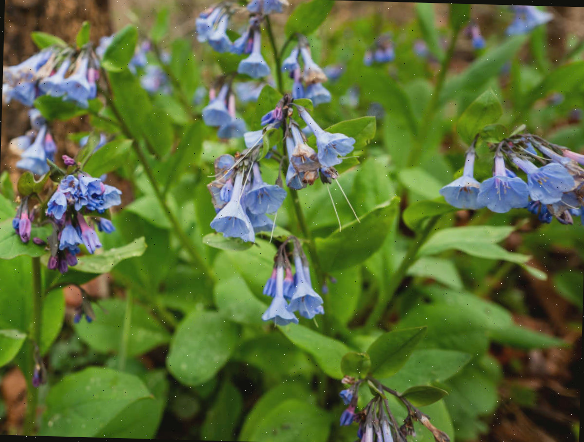 Bluebells-da-Virgínia em plena floração durante a primavera em um cenário sombreado de floresta.