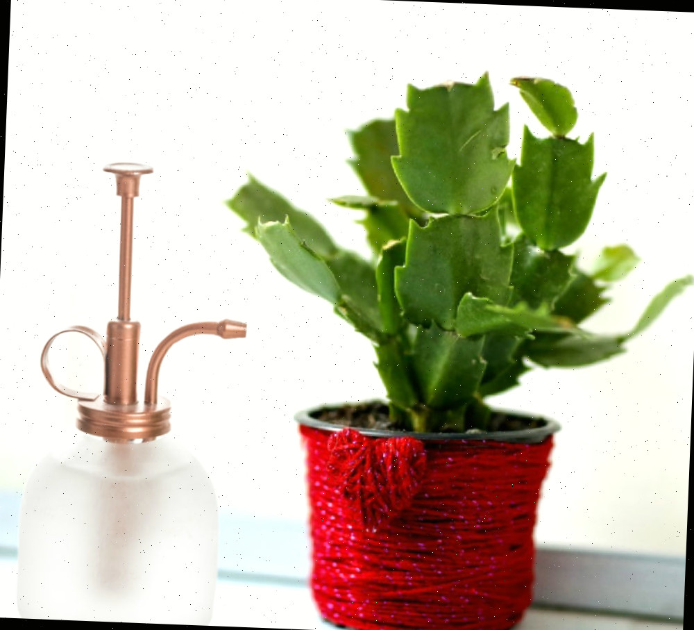 Brume a planta para umidade extra. Planta de Schlumbergera truncata em um vaso envolto em uma corda vermelha ao lado de um borrifador de plantas.