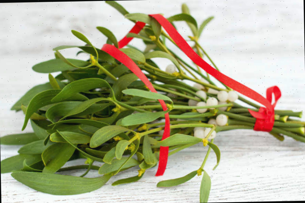 Galhos de visco com bagas e fita vermelha.