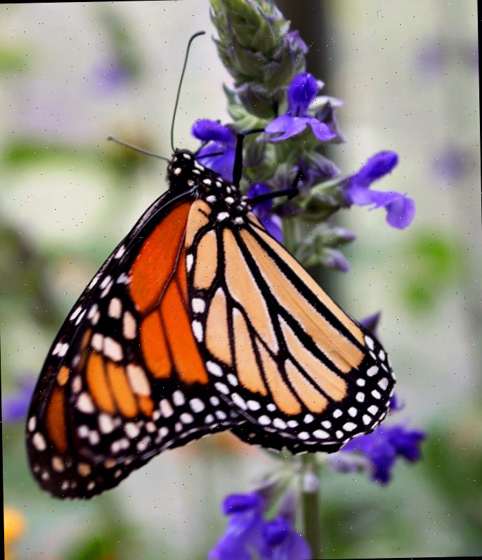 Uma borboleta Monarca em salvia As cores de uma borboleta monarca são muito marcantes