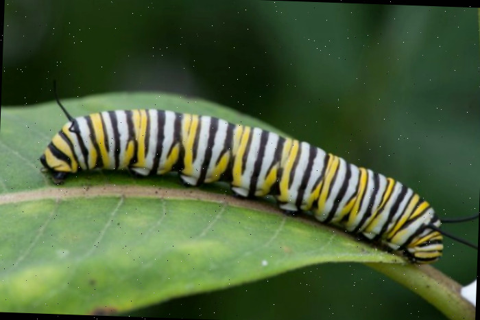 Lagarta de borboleta Monarca em uma folha de algodão As lagartas Monarca precisam de algodão para viver