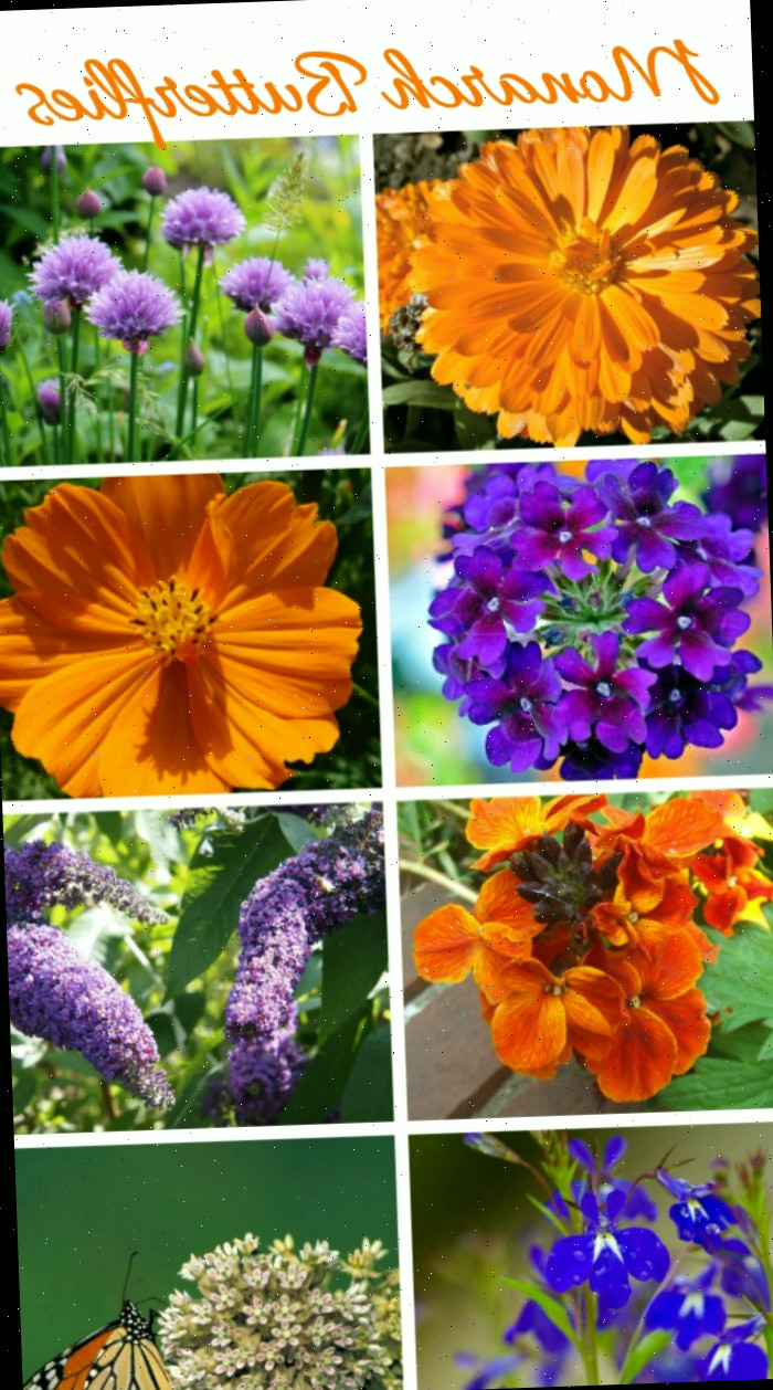 Colagem de plantas de néctar As borboletas monarca adultas adoram todo tipo de flores.
