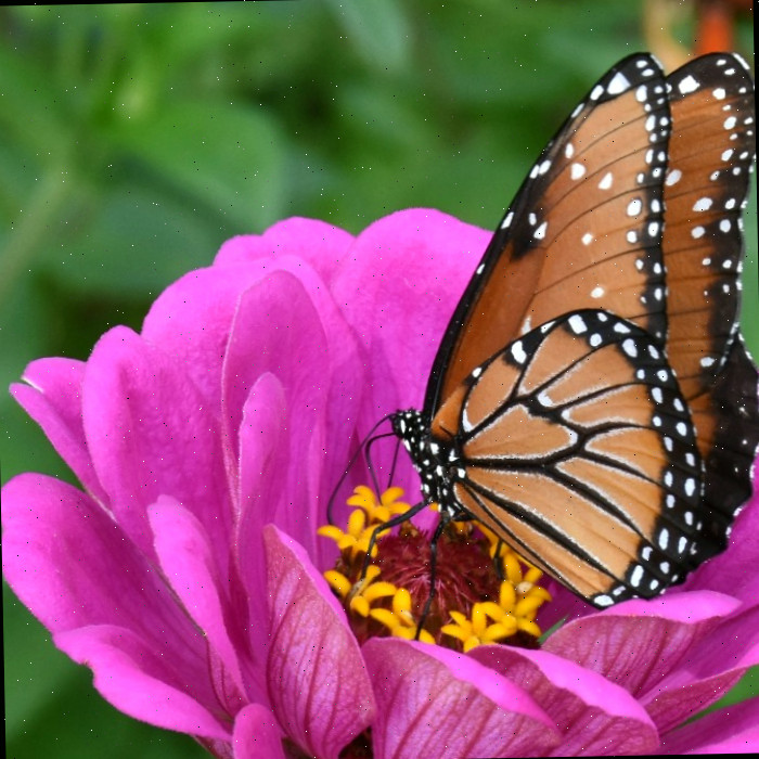 Borboleta Monarca em uma flor rosa e amarela As monarcas apreciam cores vibrantes