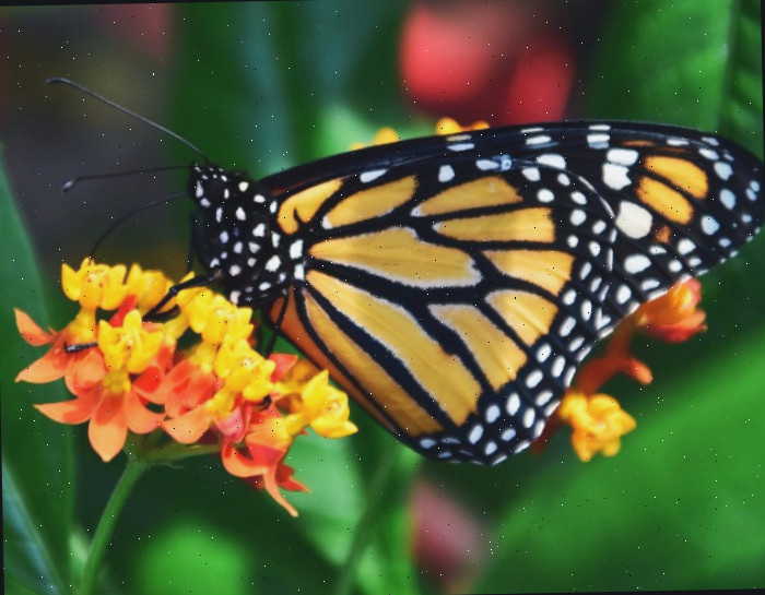 Borboleta Monarca comendo néctar As Monarcas adultas gostam de todo néctar de flores