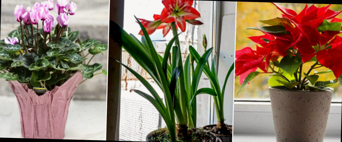 Uma colagem com imagens de outras plantas festivas — poinsétia, amarílis e ciclame de floricultura.
