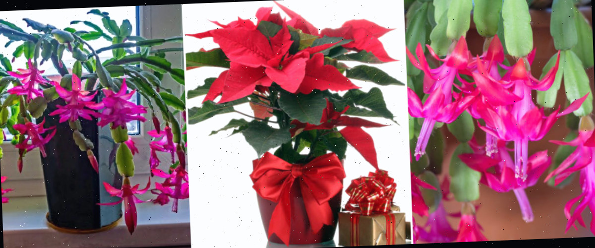 Confira estas postagens sobre plantas festivas. Uma montagem apresentando flores de cacto de Natal, uma poinsétia e um cacto de Natal em flor.