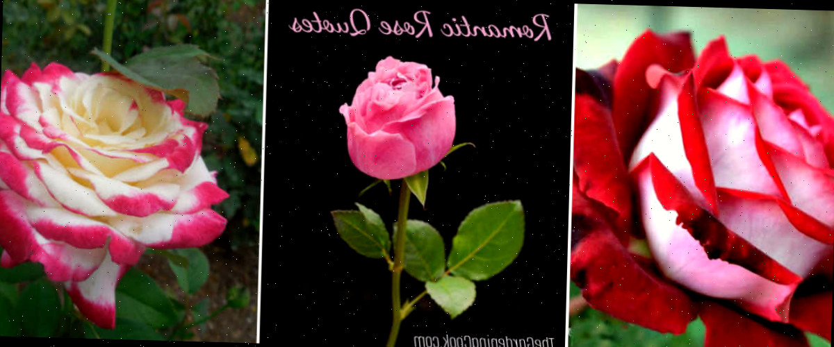 Um mosaico com imagens da rosa Osiria, uma rosa rosa com palavras de citações românticas sobre rosas e uma rosa variegada em tons de rosa e branco.
