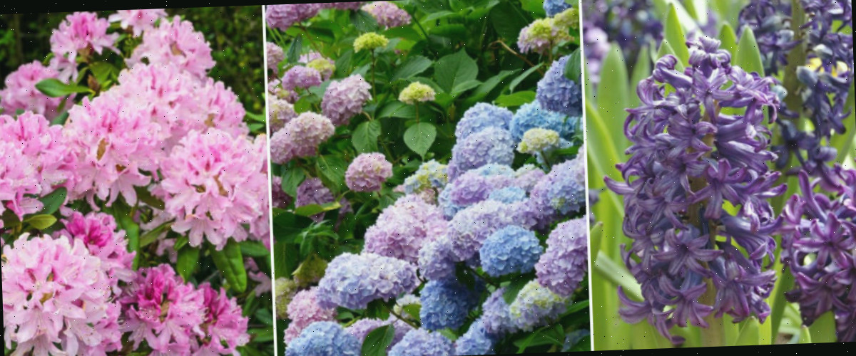 Uma montagem com imagens de flores de jacintos, hortênsias e rododendros.