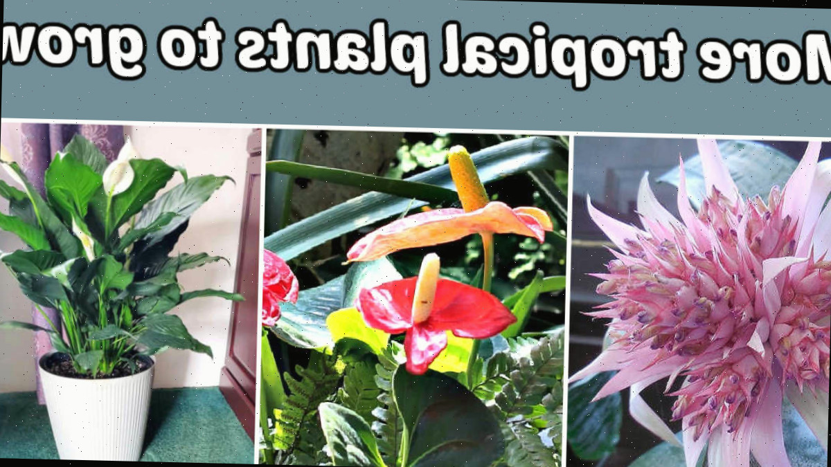 Fotos de uma bromélia tropical, uma planta antúrio e um lírio-da-paz. A caixa de texto cinza diz mais plantas tropicais para cultivar.