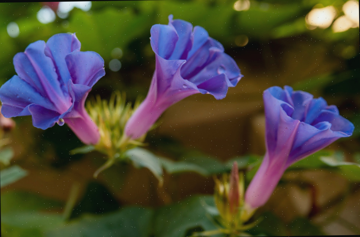 Flores de glória da manhã se desabrochando ao amanhecer.
