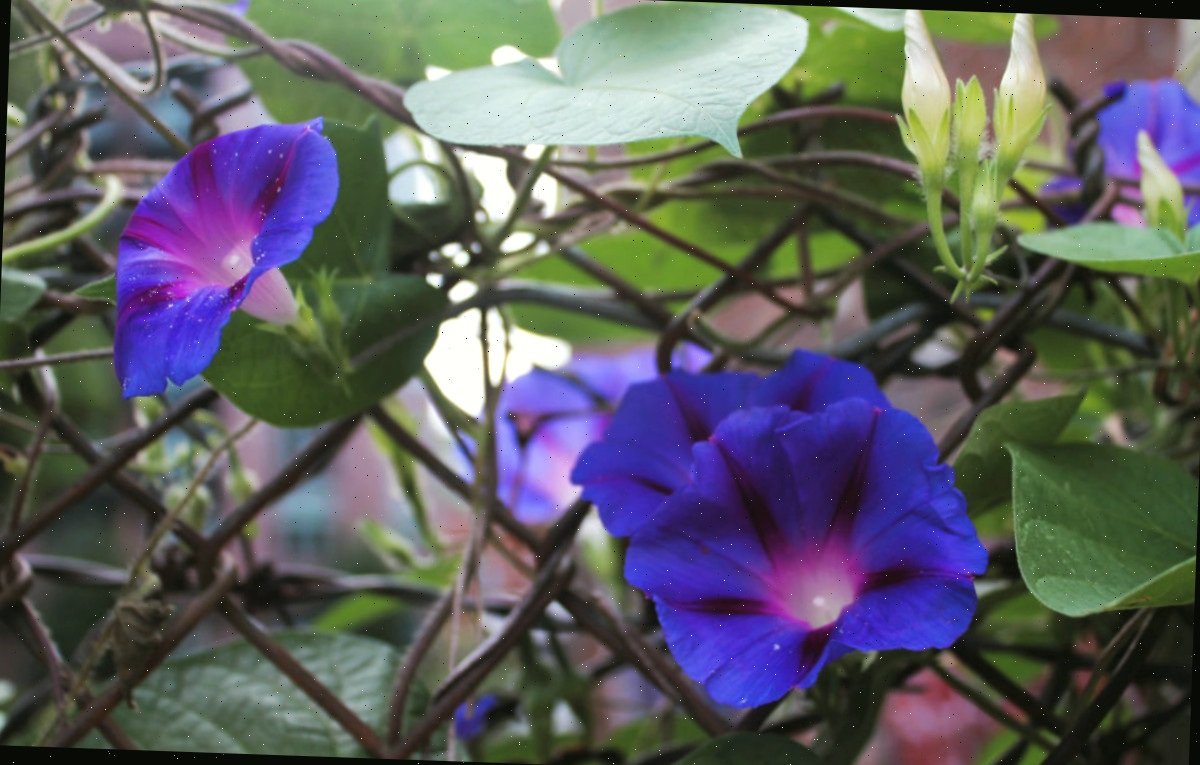 Flores roxas de ipomeia em uma cerca de quintal.