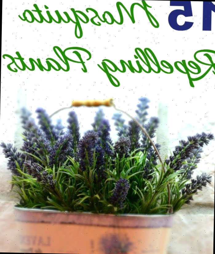 !5 Vegetais que Repelem Mosquitos Flores de lavanda e ageratum com palavras dizendo !5 Vegetais que Repelem Mosquitos.