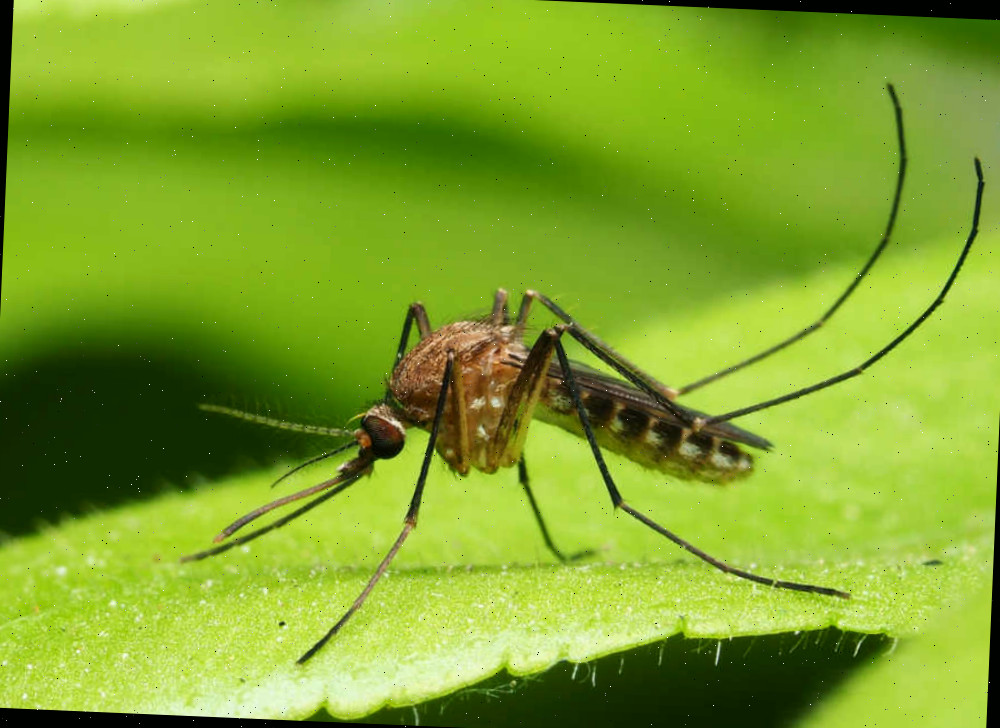 Mosquito em uma folha.