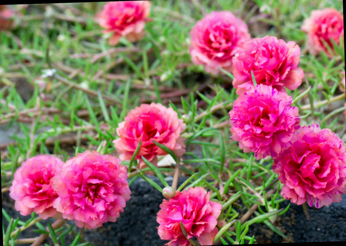 Flores de rosa-mossas cor-de-rosa.