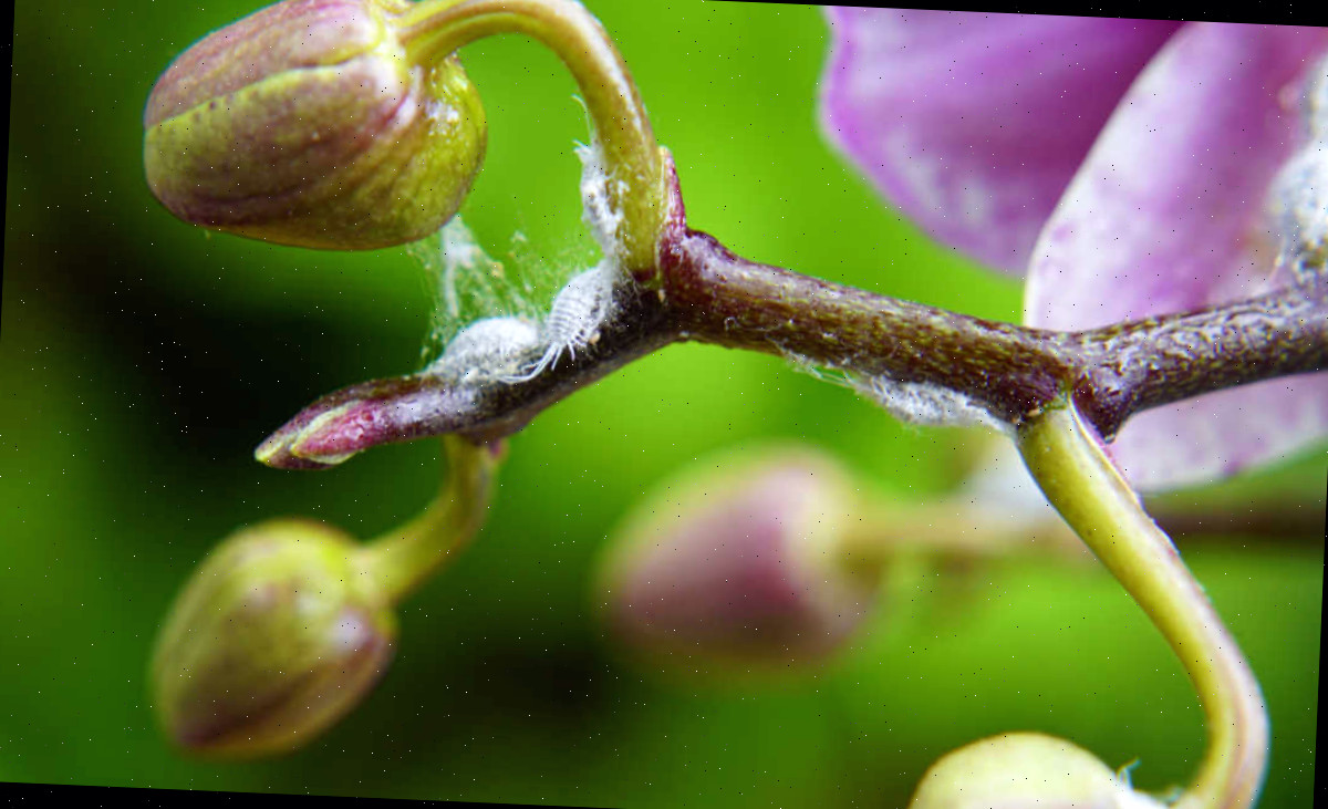 Cochonilhas nos botões de flores da orquídea mariposa.
