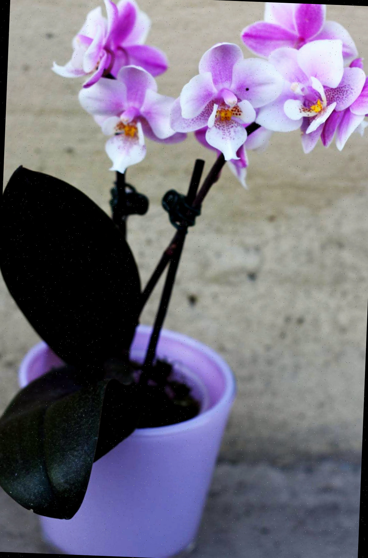 Orquídea-moth em flor em um vaso roxo.