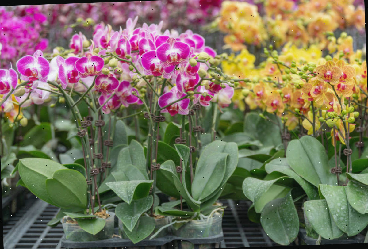 Uma mesa de centro de jardinagem com bandejas de orquídeas Phalaenopsis à venda.