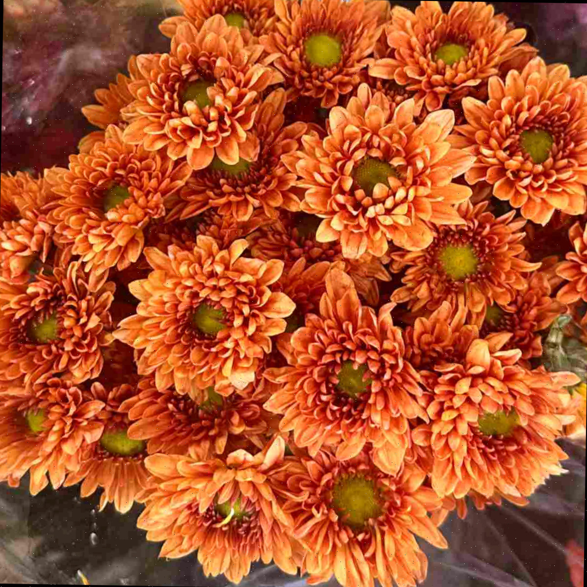 Uma imagem de close de um buquê de crisântemos, cientificamente conhecidos como chrysanthemum morifolium, envolvidos em plástico floral.