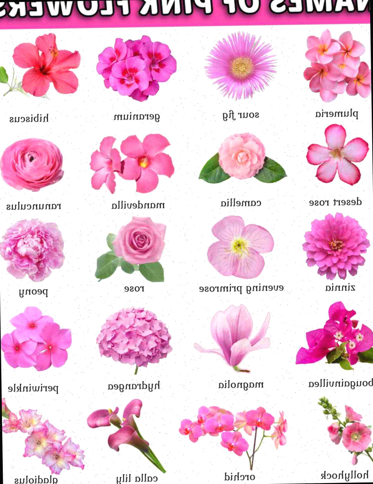 Uma sobreposição textual em letras de bolha que diz nomes de flores rosadas acima de uma colagem de 20 imagens de plantas com flores rosa e seus nomes em texto preto pequeno abaixo de cada uma.