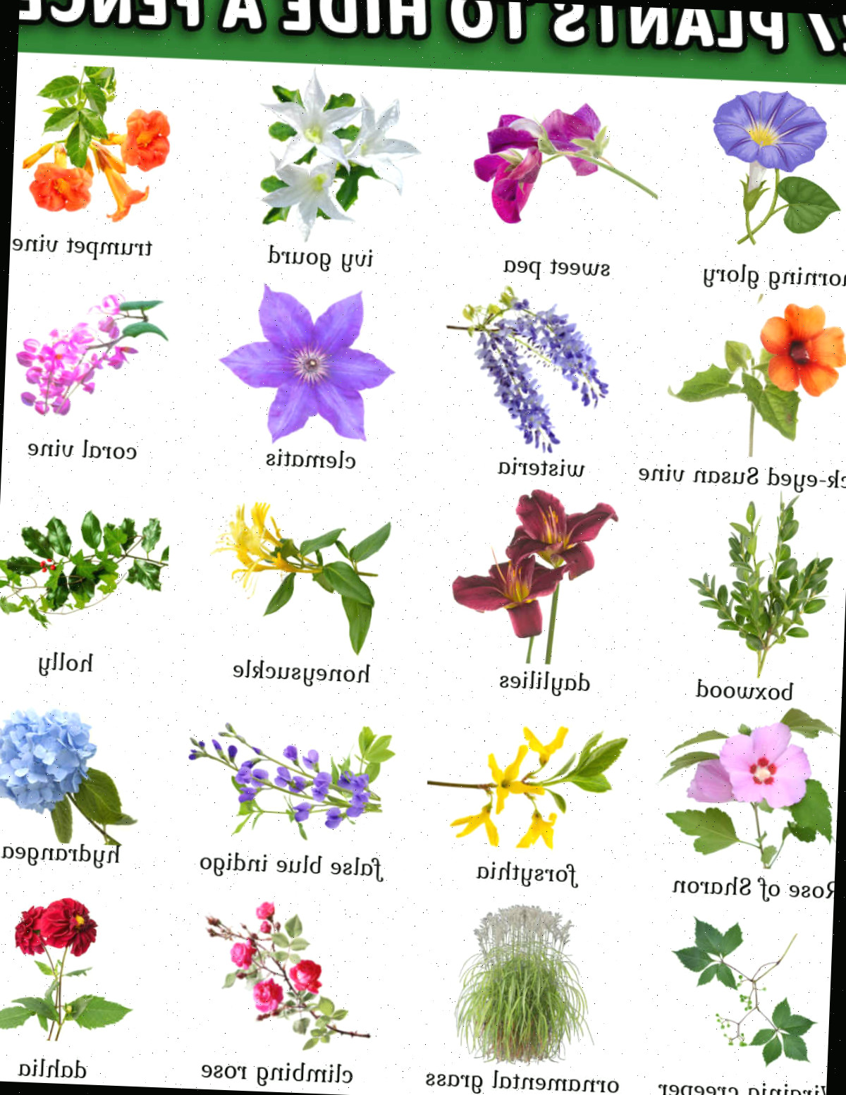 Imagens e nomes de plantas para encobrir uma cerca em formato jpg.