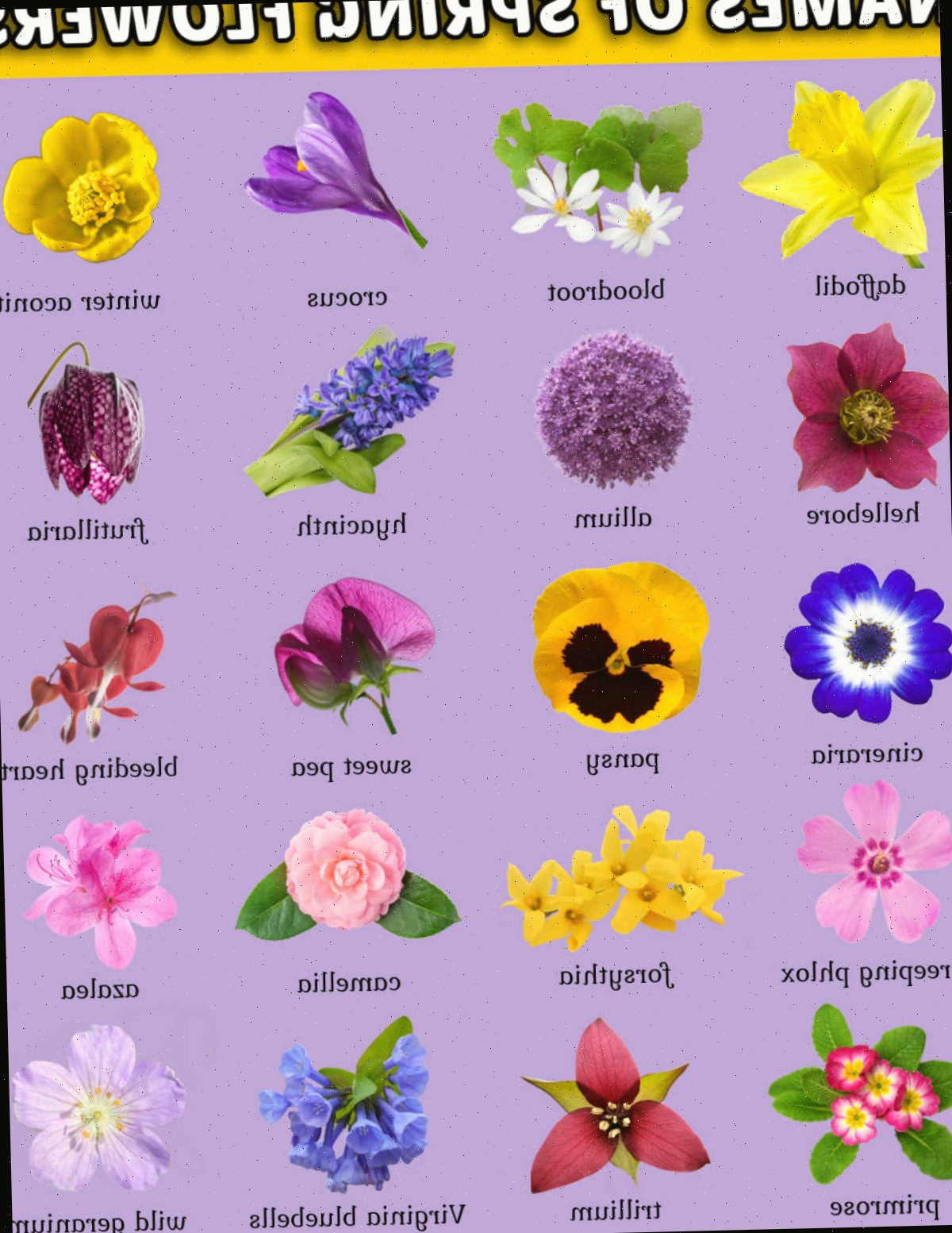 Uma imagem para imprimir e baixar que mostra fotos de flores da primavera com os nomes das flores abaixo de cada imagem.