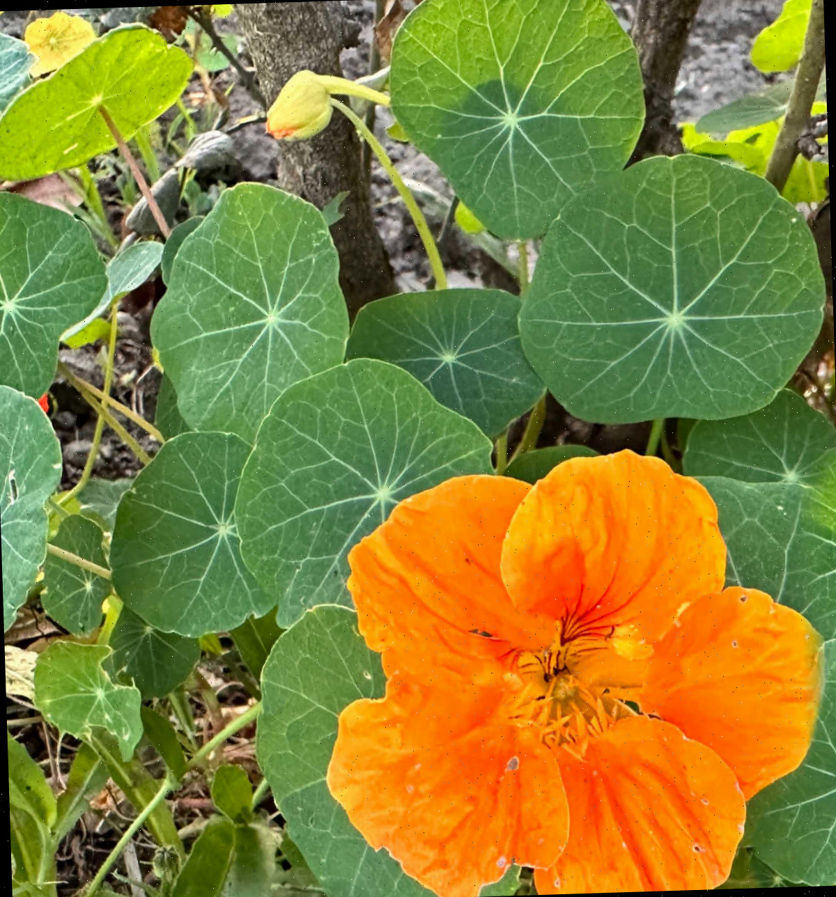 Flor laranja de nastúrcio com folhagem verde.