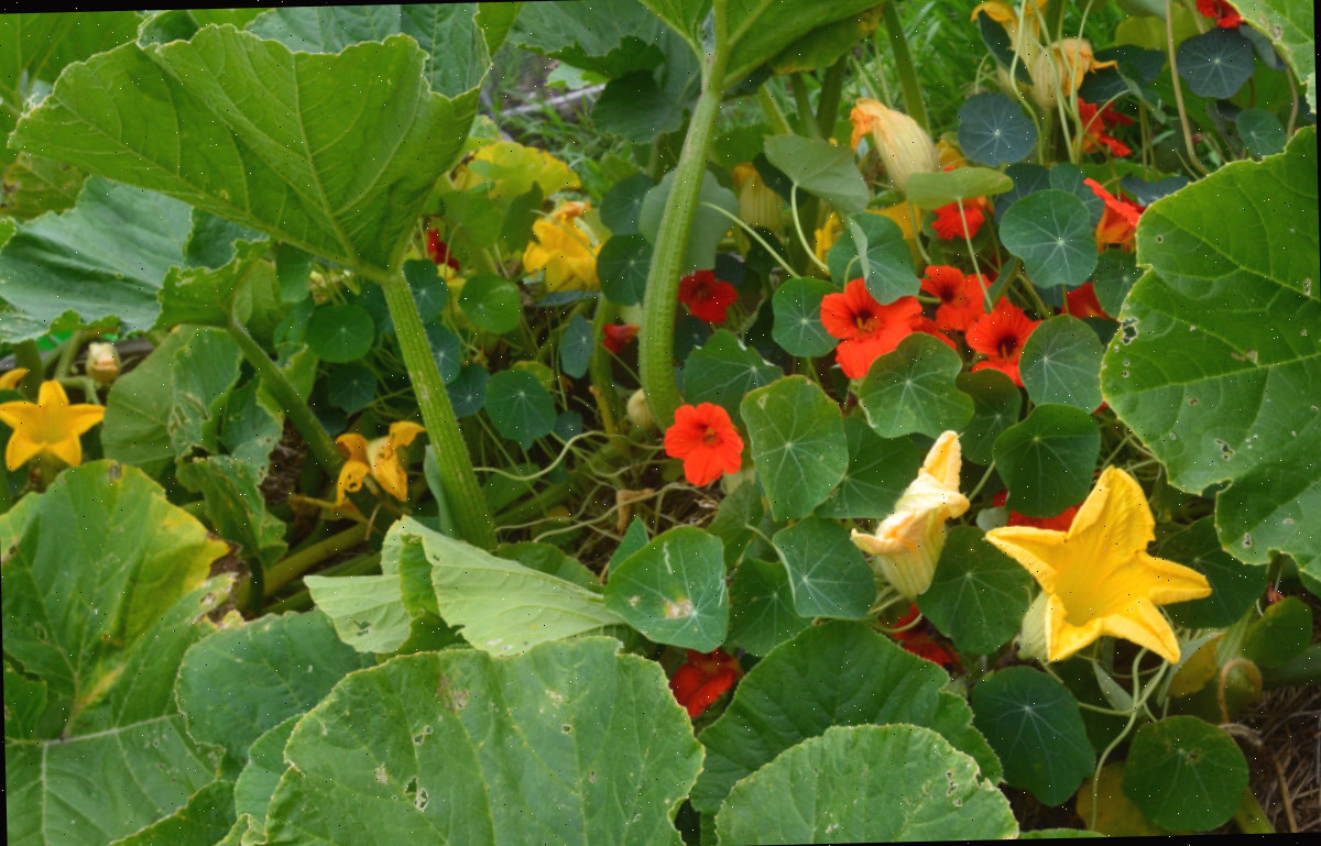 Capuchinhas cultivadas próximas aos abóboras para funcionar como uma planta armadilha para os besouros da abóbora.