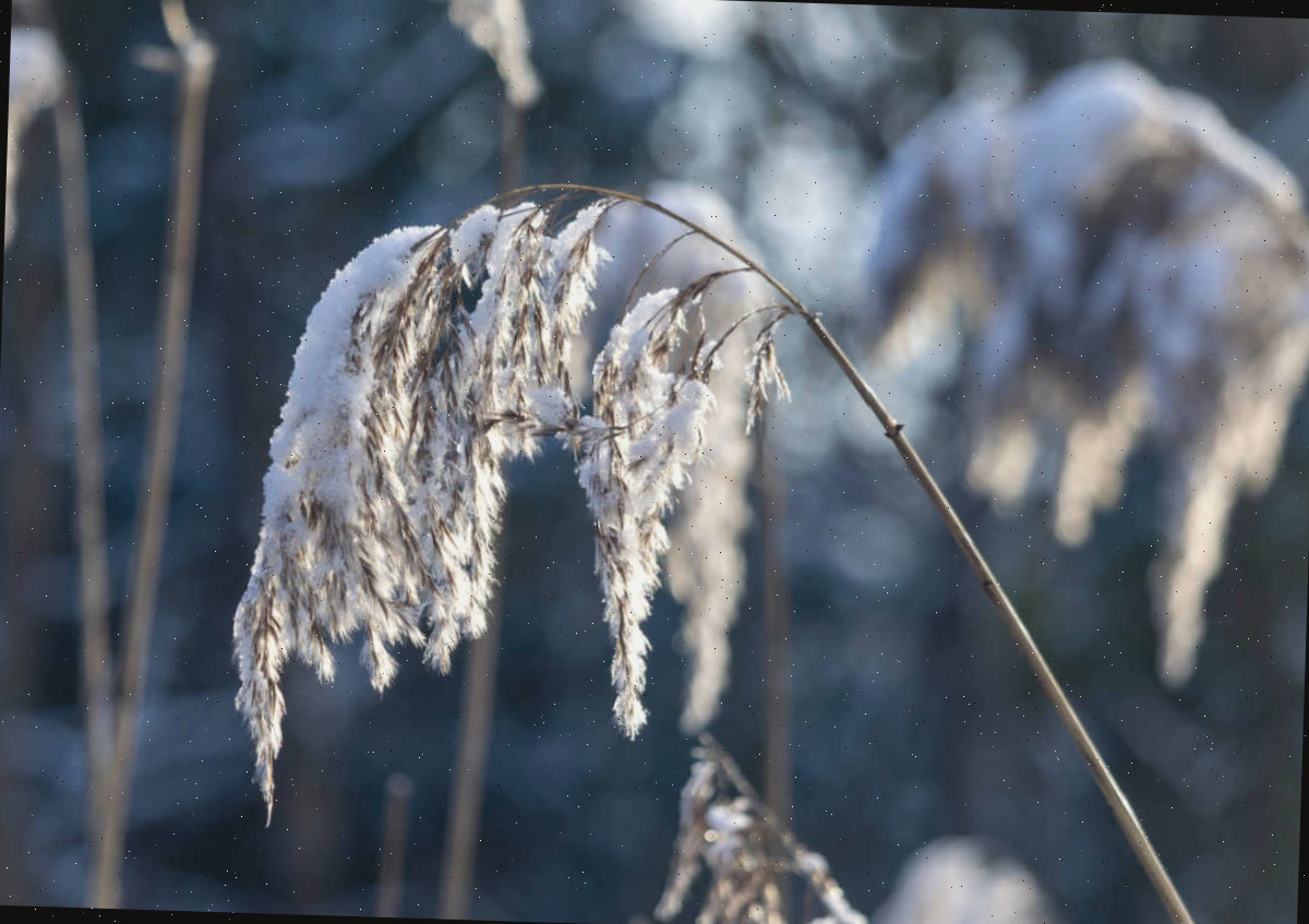 Gramíneas nativas oferecem hastes com sementes para as aves Hastes de gramíneas nativas com uma camada de neve sob o sol de inverno são uma boa forma de atrair pássaros para o seu quintal no inverno.