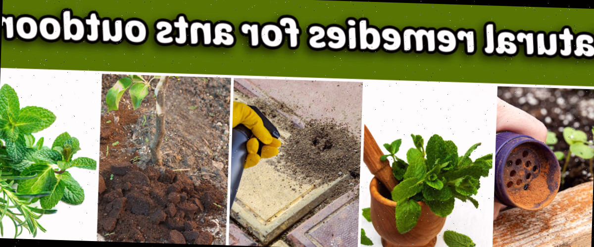 Imagens de remédios naturais para formigas ao ar livre, incluindo canela, hortelã-pimenta, vinagre, borra de café e ervas aromáticas.