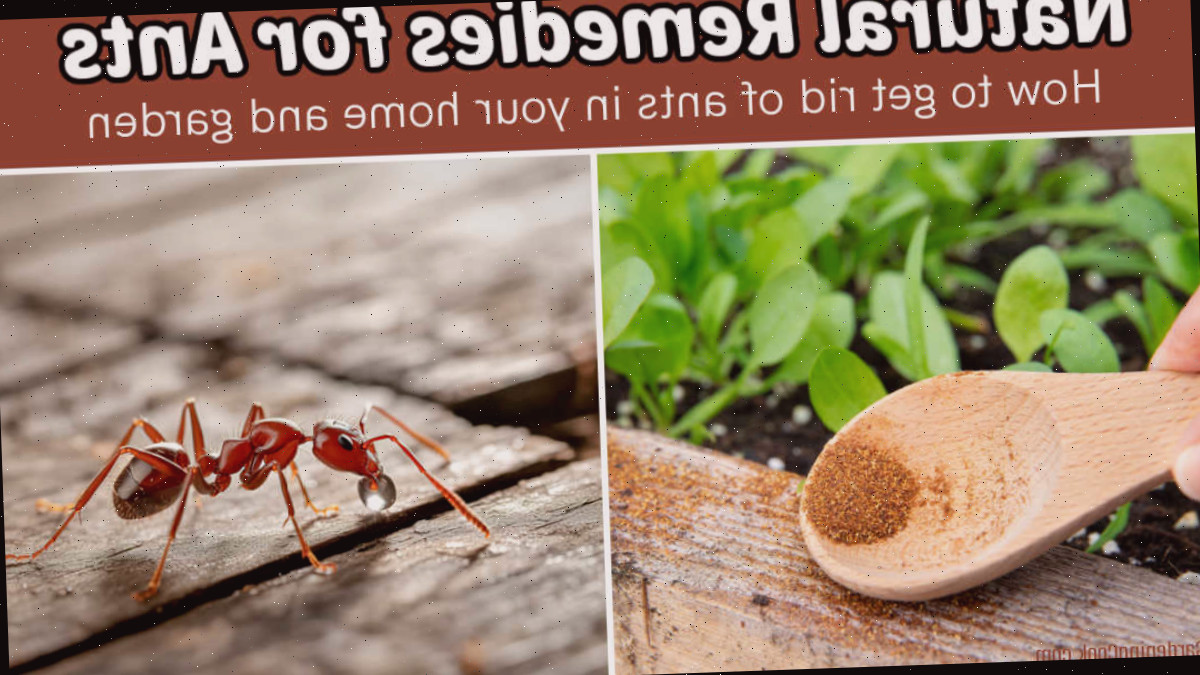 Remédios naturais para formigas na sua casa e no seu jardim.