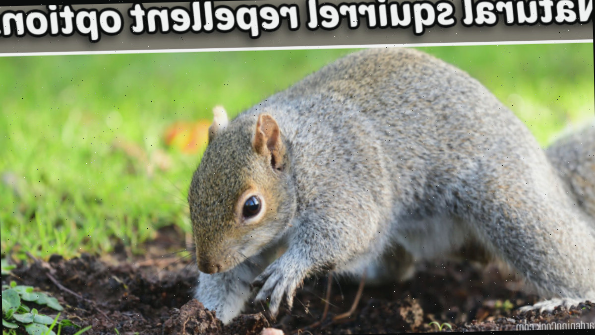 Um esquilo cinza cavando em um jardim. O texto sobreposto diz opções de repelente natural para esquilos.