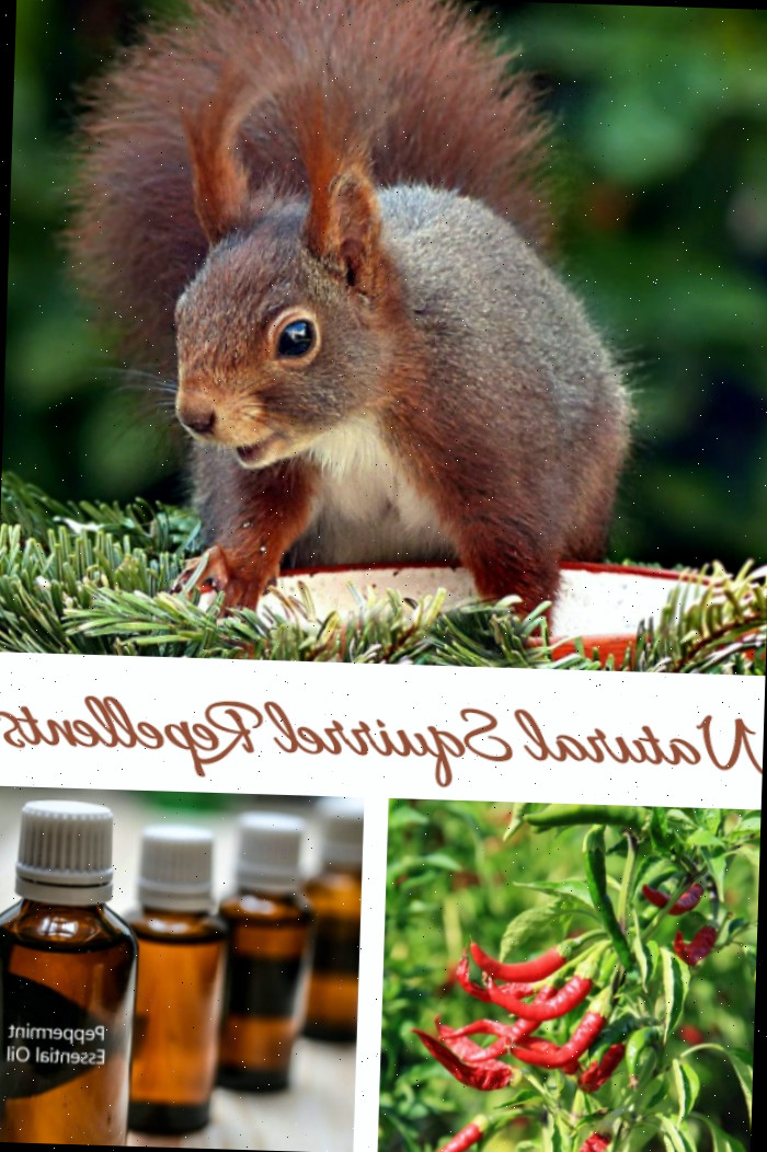 Repelentes naturais para esquilos que realmente funcionam Pimentas e hortelã-pimenta em uma colagem com um esquilo. O texto diz repelentes naturais para esquilos.