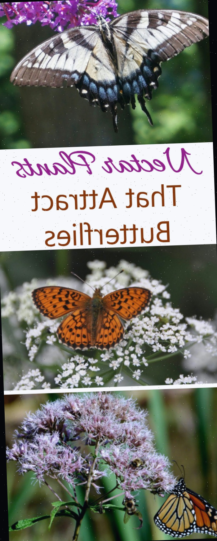 Plantas de néctar como millefolium, erva-borboleta e arbusto de borboletas são eficazes para atrair borboletas