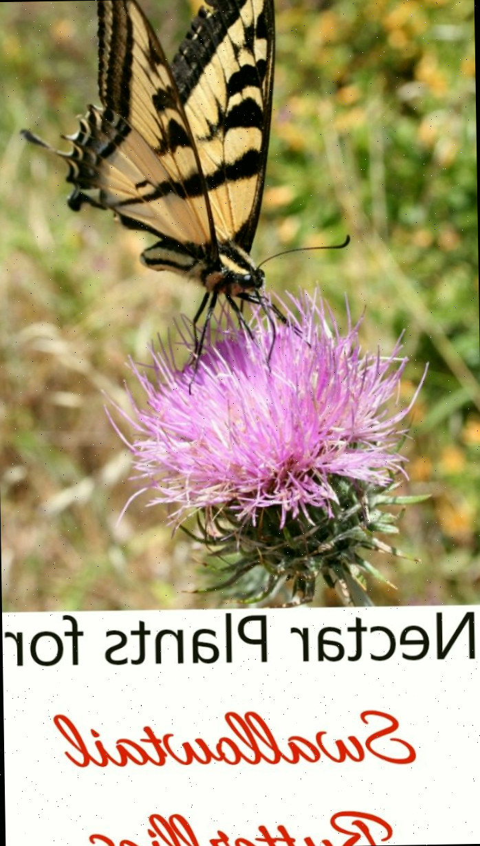 Borboleta em uma flor rosa com as palavras Plantas nectaríferas para borboletas-rabo-de-andorinha.