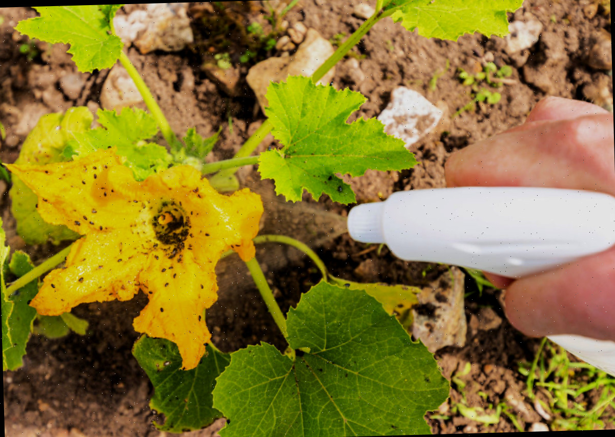 Pulverização de plantas de abobrinha com óleo de neem.