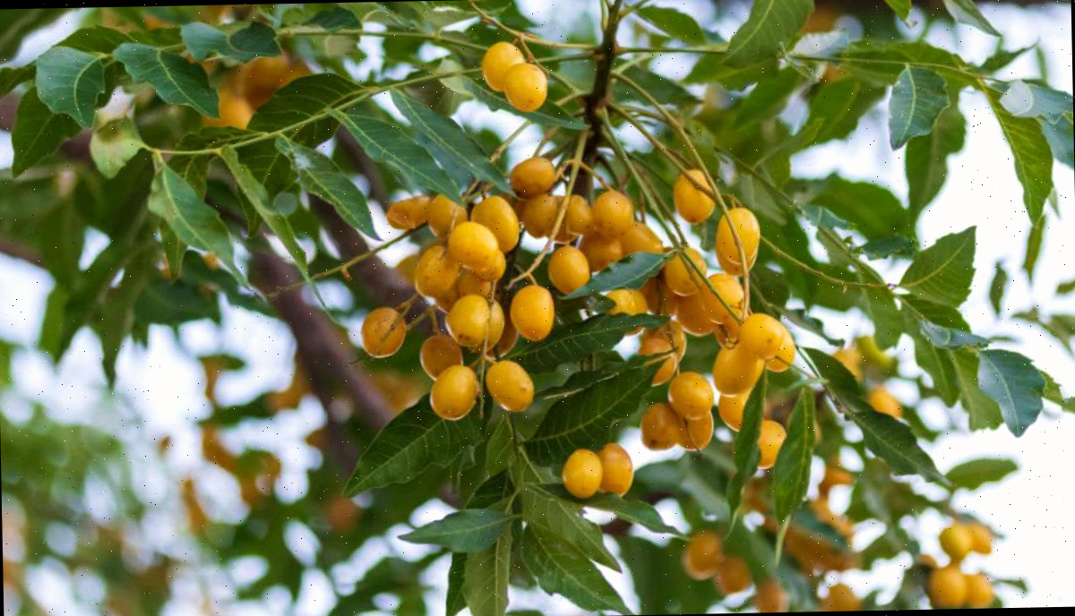 sementes da árvore de neem Árvore de neem com sementes amarelas.