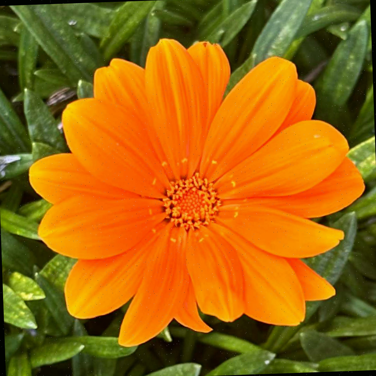 Uma flor-da-fortuna laranja, conhecida botanicamente como Gazania rigens 'New Day Clear Orange', em frente a folhas verde-escuras.
