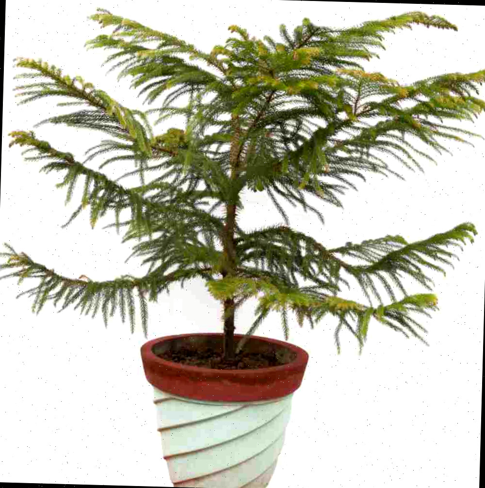 Pinheiro da Ilha Norfolk em um vaso branco de planta.