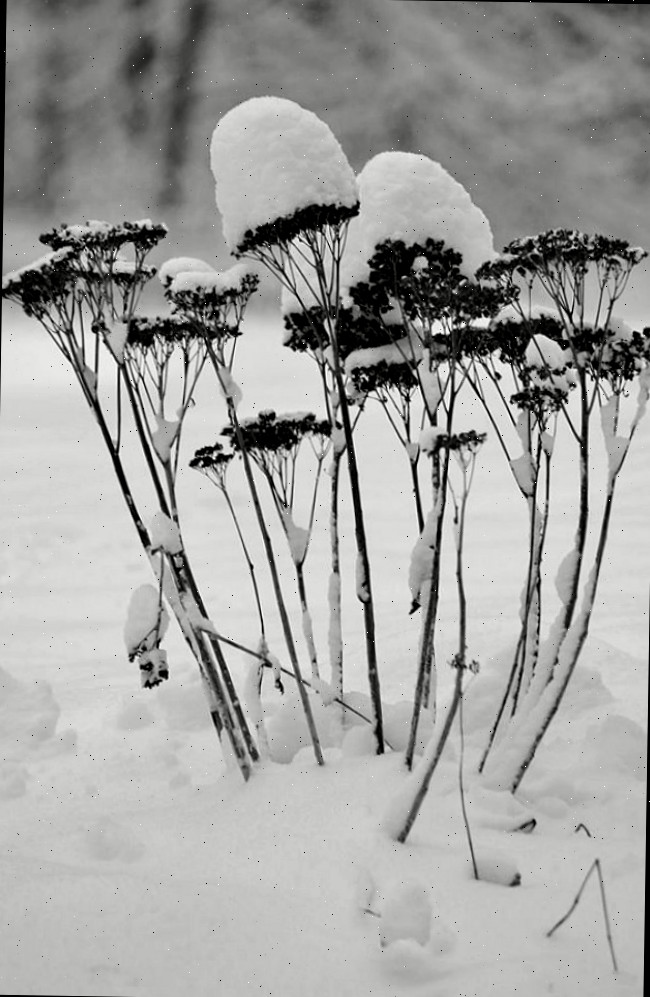 Vagens de sementes cobertas de neve no noroeste de Connecticut