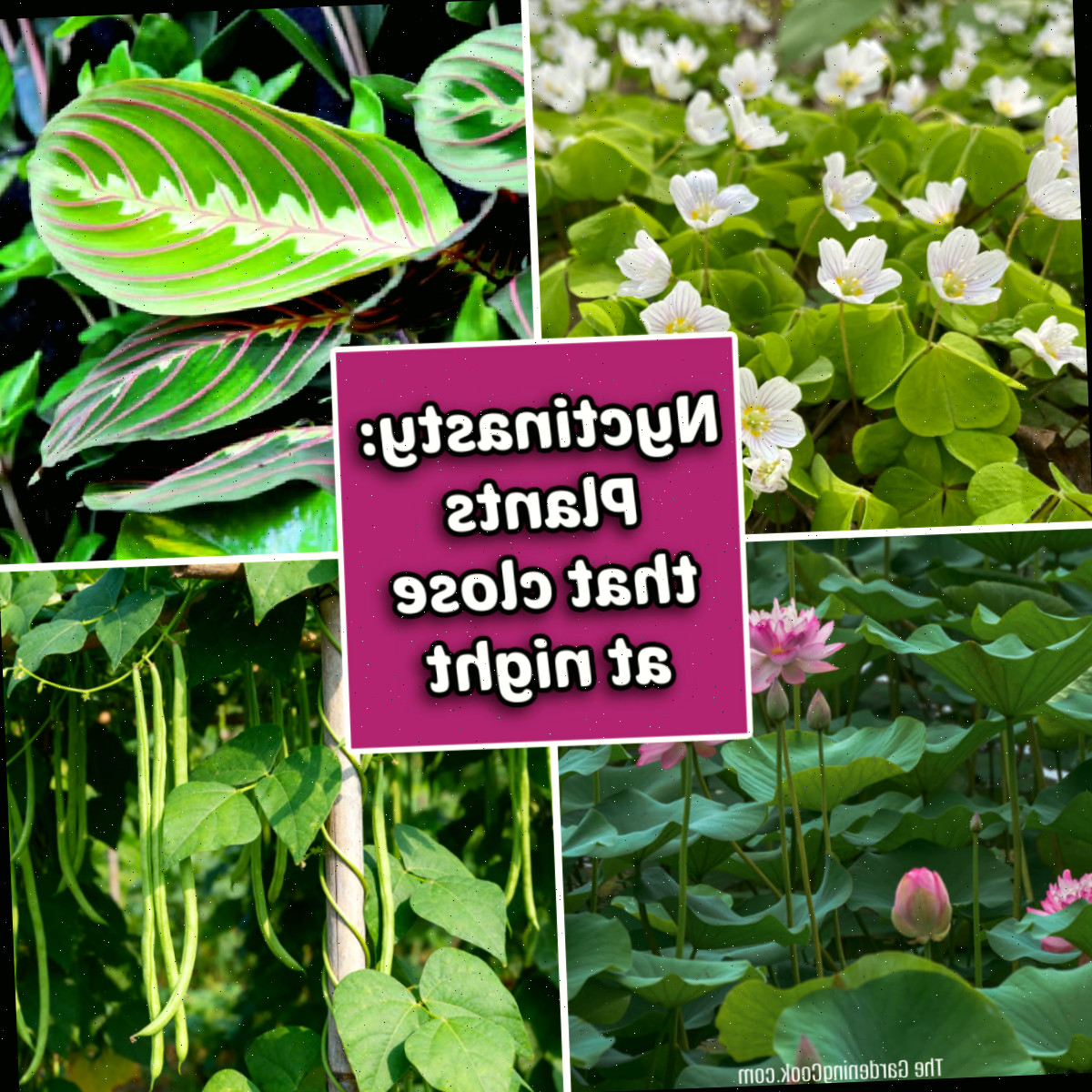 Plantas Que Fecham à Noite (Nyctinastia + Exemplos de Folhas e Flores)