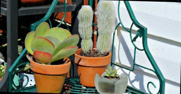 Cacto Velho - Dicas de Cultivo para Cephalocereus Senilis