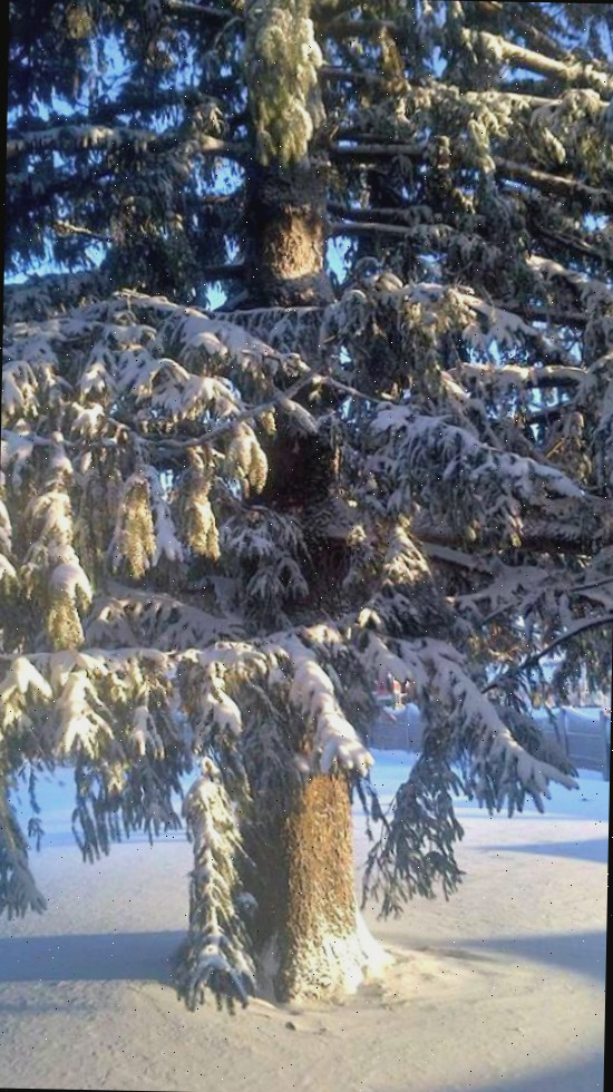 Uma árvore de pinho coberta de neve em Ontario, Canadá