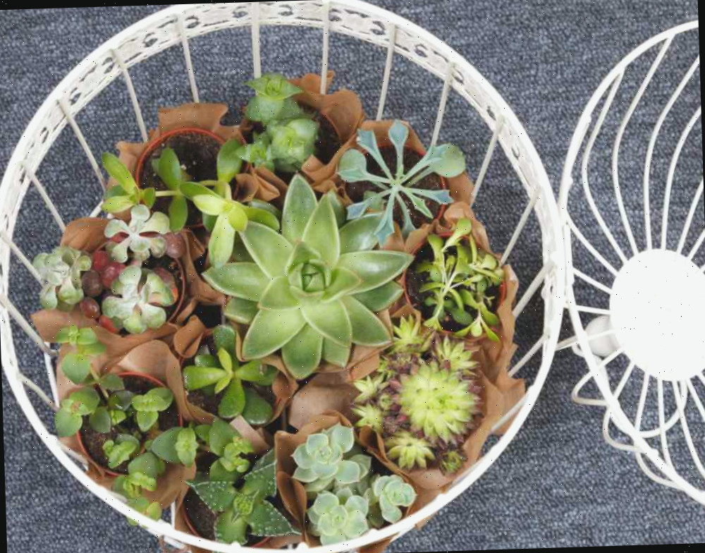 Gaiola branca em cima de um tapete com uma coleção de plantas suculentas dentro dela.