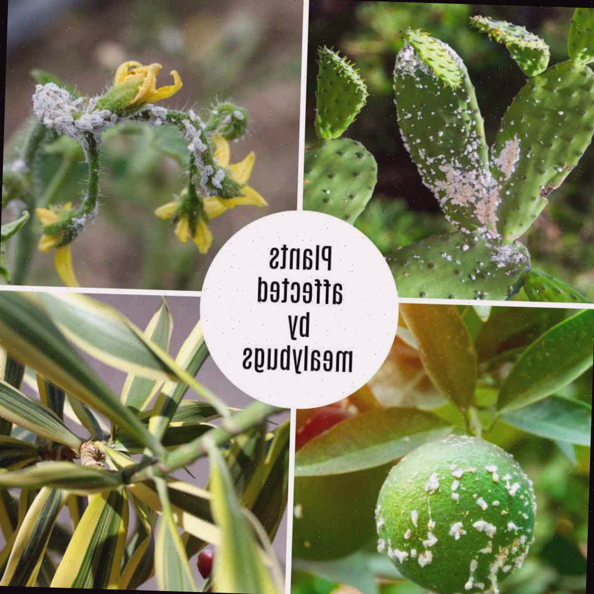 Plantas afetadas por cochonilhas Plantas afetadas por cochonilhas - cacto, plantas de tomate, cítricos e dracena.