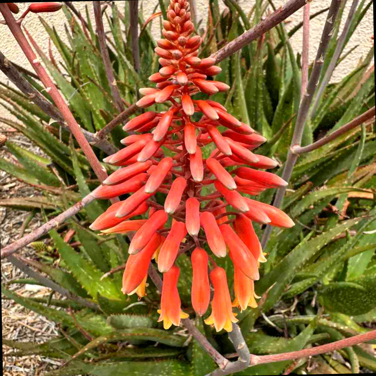 Uma foto de uma flor laranja de aloe e das folhas da planta de aloe em cobertura morta marrom-clara.