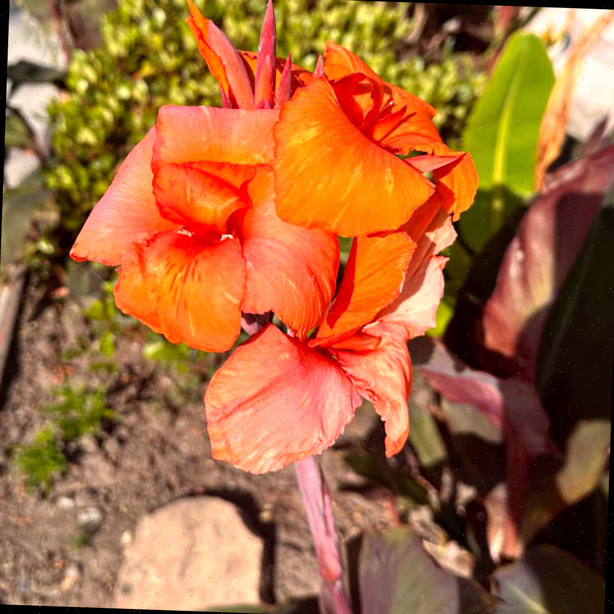 Uma cana-da-índia com flor laranja em um canteiro, com outras plantas ao fundo.
