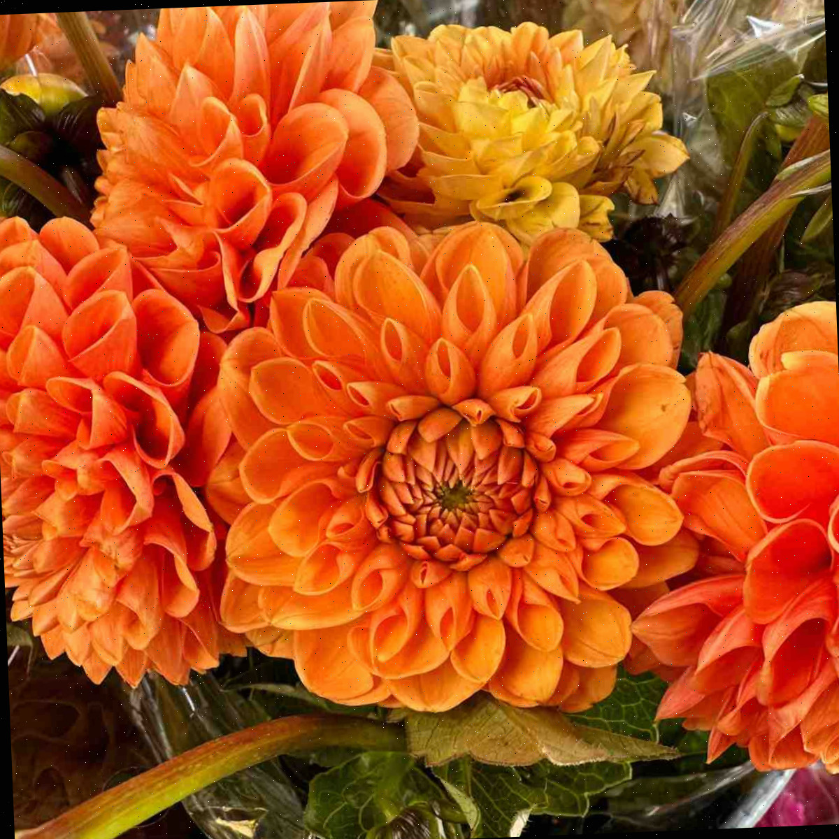 Um arranjo de dálias laranjas dentro de um embrulho plástico floral.