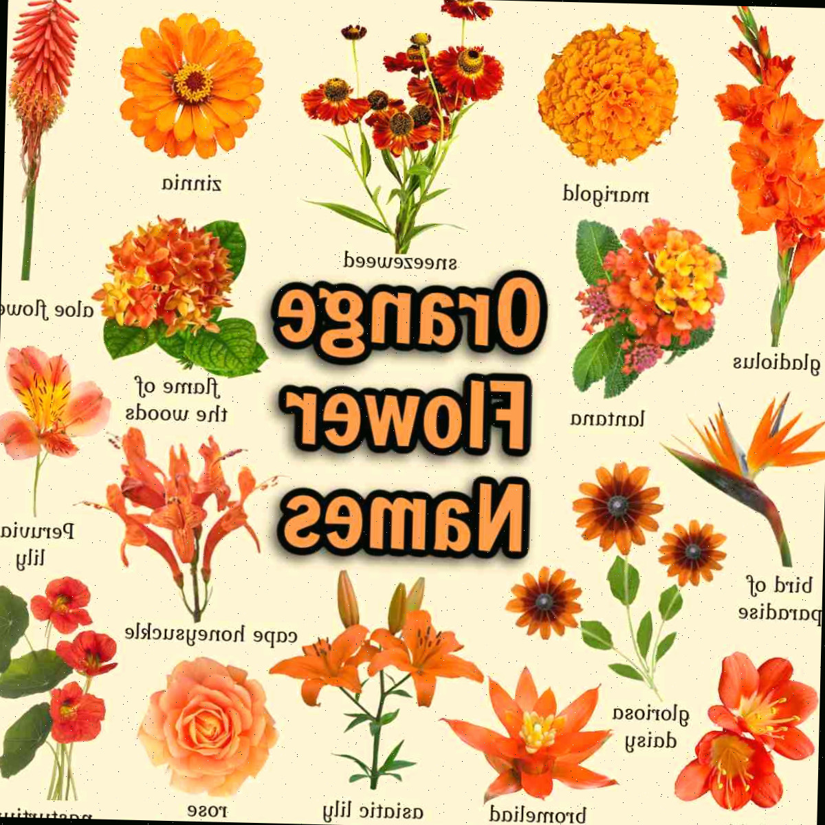 Uma sobreposição de texto que diz nomes de flores laranjas, no centro de uma imagem quadrada com fundo bege desbotado e 16 fotos de flores laranjas com os nomes de cada flor escritos abaixo em texto preto.